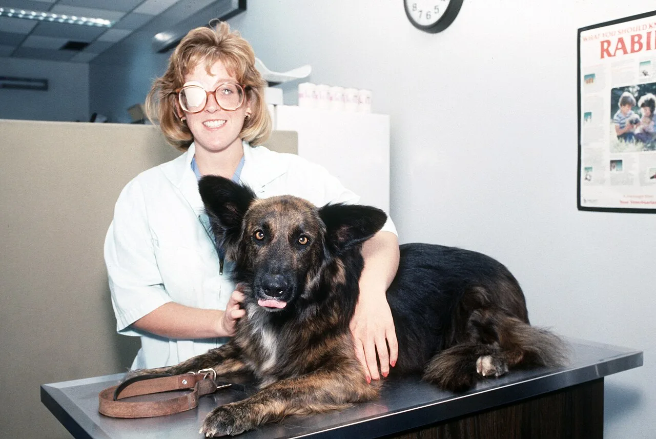 Dog Dental Care: Techniques and Disease Prevention