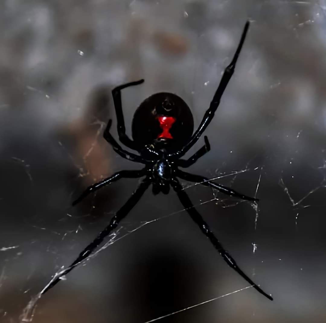 How Black Widow Venom Works