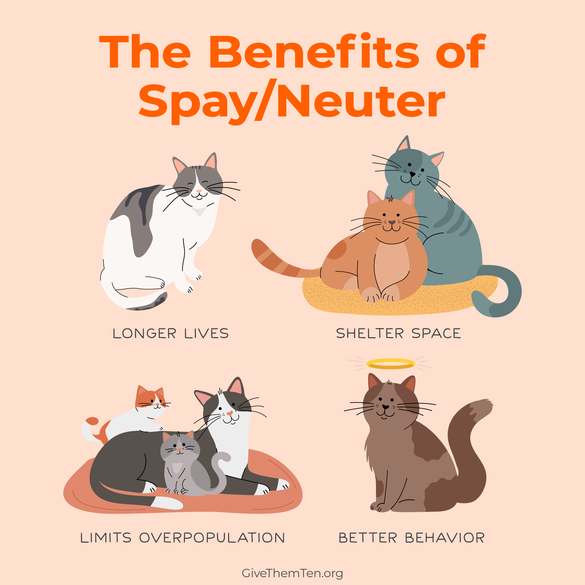 Spaying or Neutering Your Pet: What to Expect
