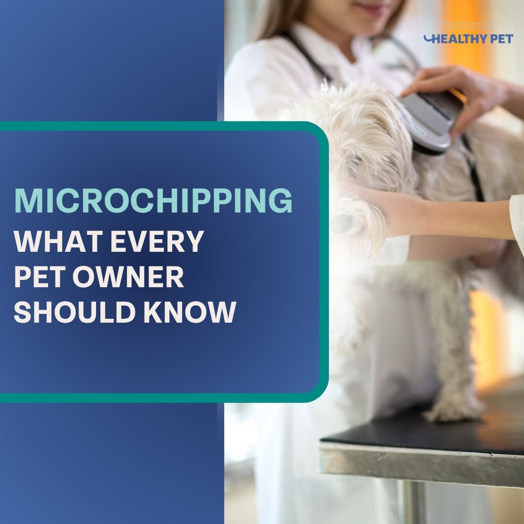 Microchipping Pets: Benefits and How It Works
