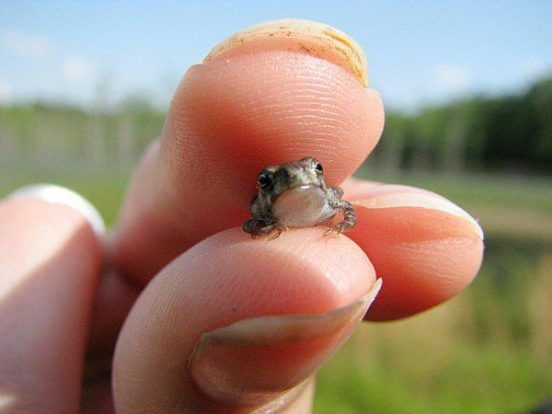 Paedophryne amauensis: The World's Smallest Frog