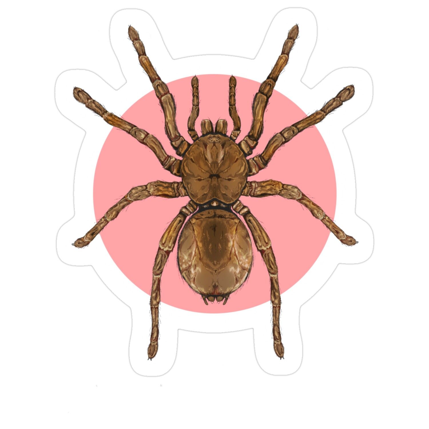 The World's Largest Spider by Weight
