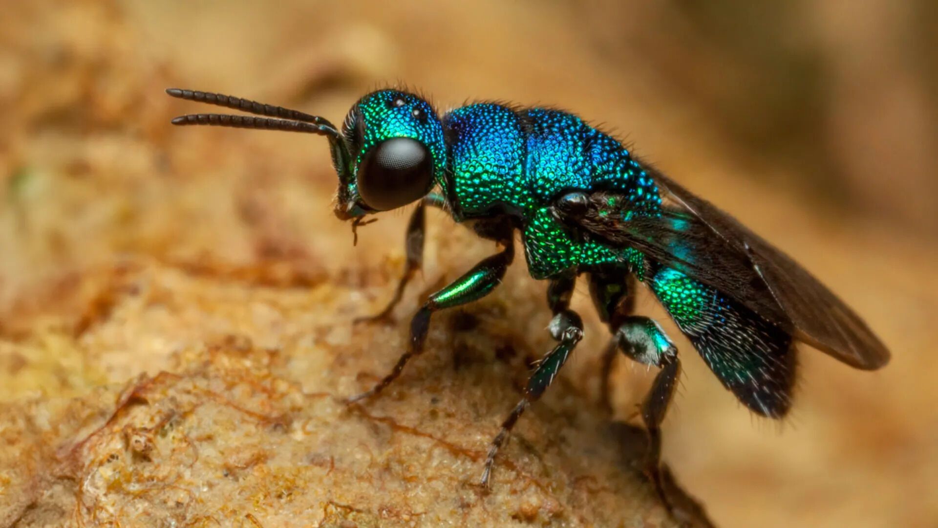Jewel Wasp: The Parasite That Turns Cockroaches Into Zombies