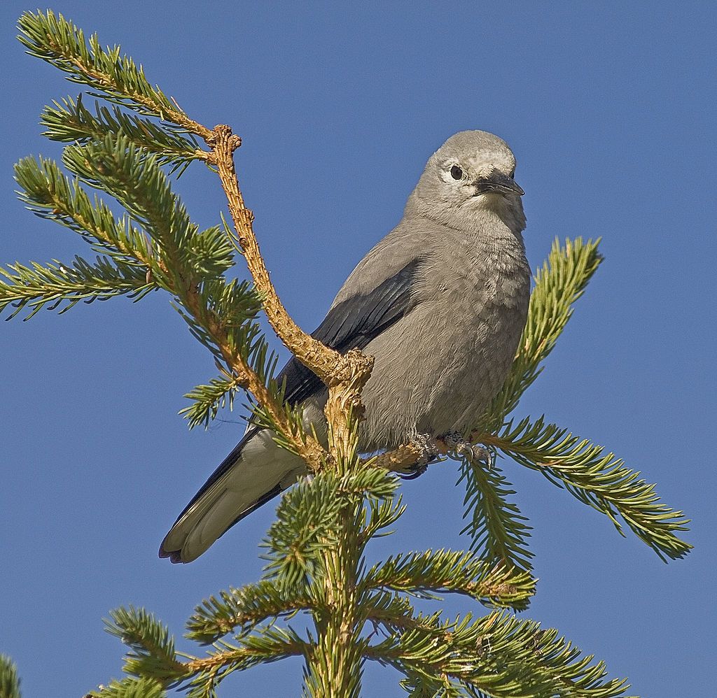 Clark's Nutcracker: Ecology and Memory