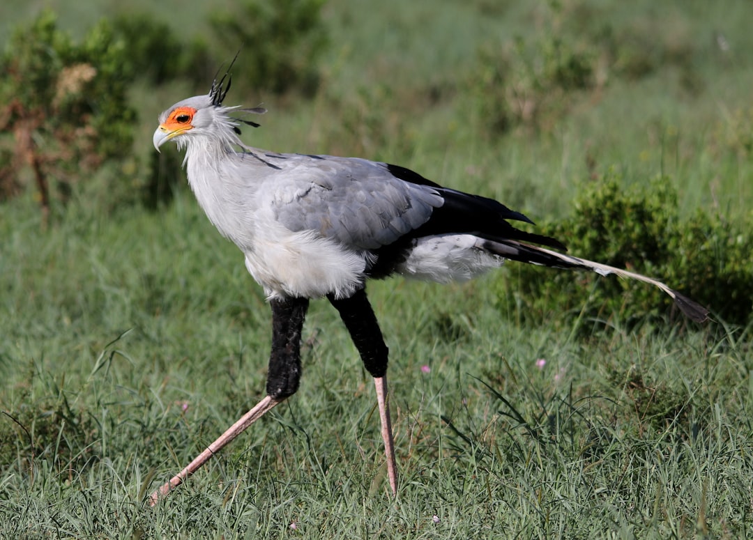 Secretary Bird: Unique Raptor Adaptations