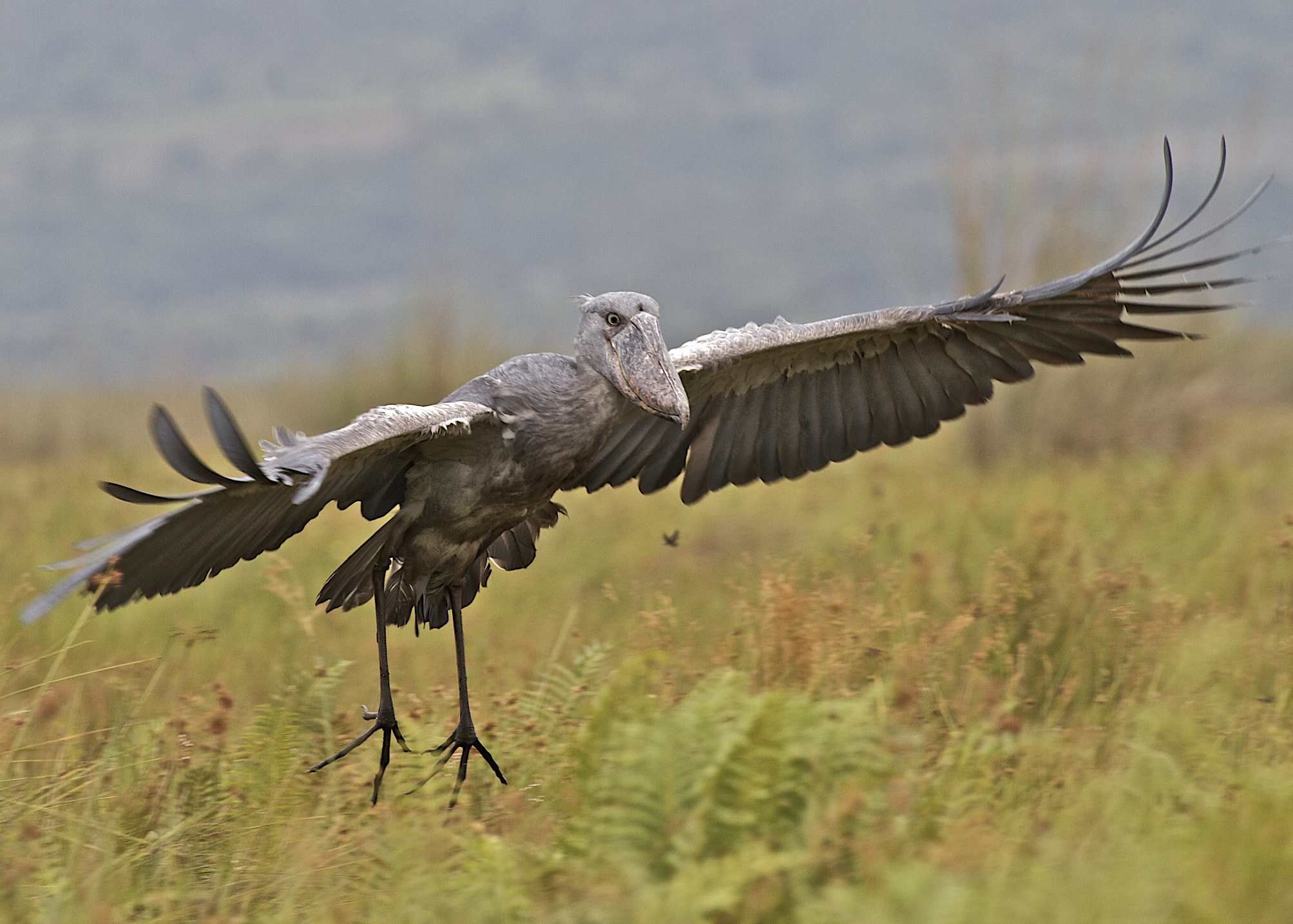 Shoebill (Balaeniceps rex)