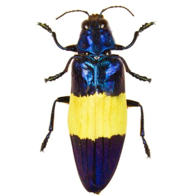 Bombardier Beetle (Brachinus crepitans)