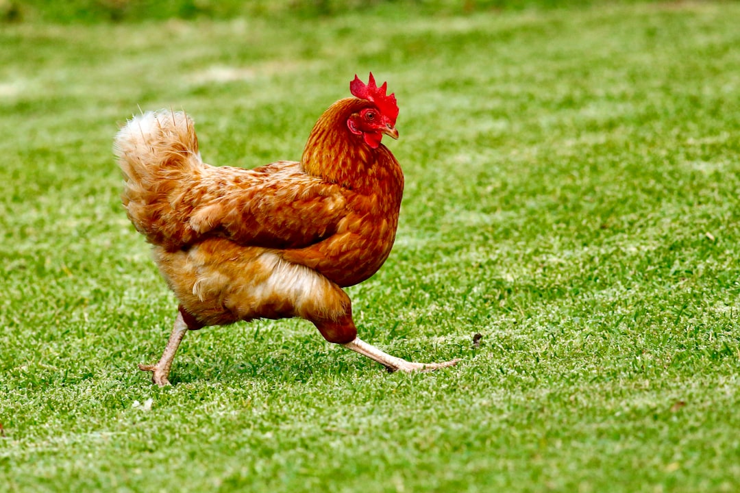 How to Hypnotize a Chicken: Tonic Immobility