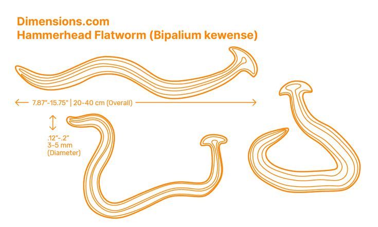 Hammerhead Flatworm: The World's Largest Land Flatworm