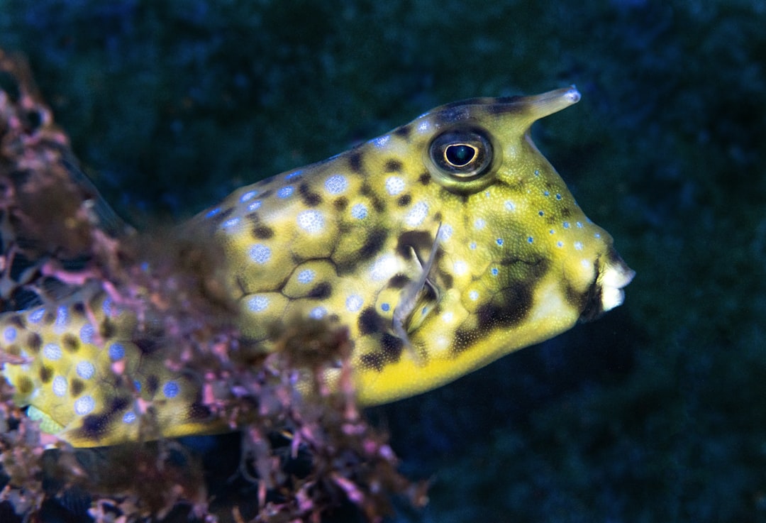 Yellow Boxfish: The Cube-Shaped Reef Fish