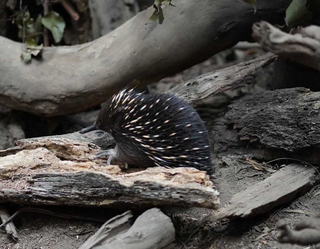 Echidna: The Spiny Egg-Laying Mammal