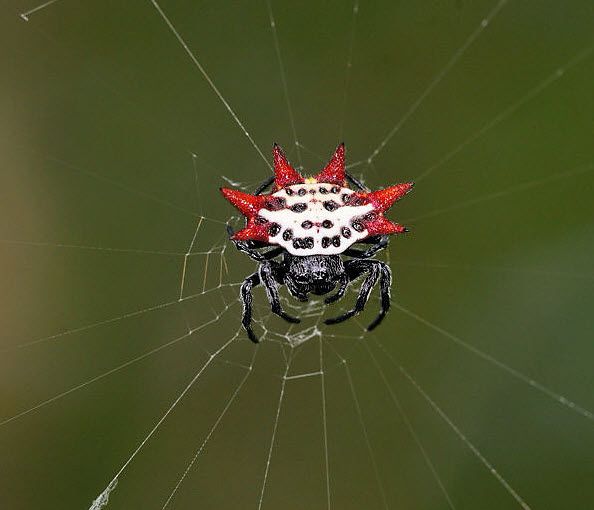 Star Spider (Gasteracantha): The Spiny Orb-Weaver