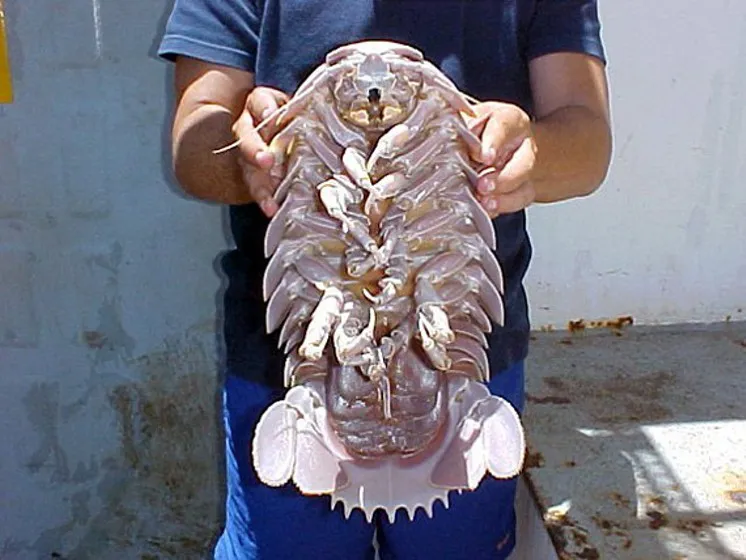 Tongue-Eating Louse: The Fish Parasite That Replaces Tongues