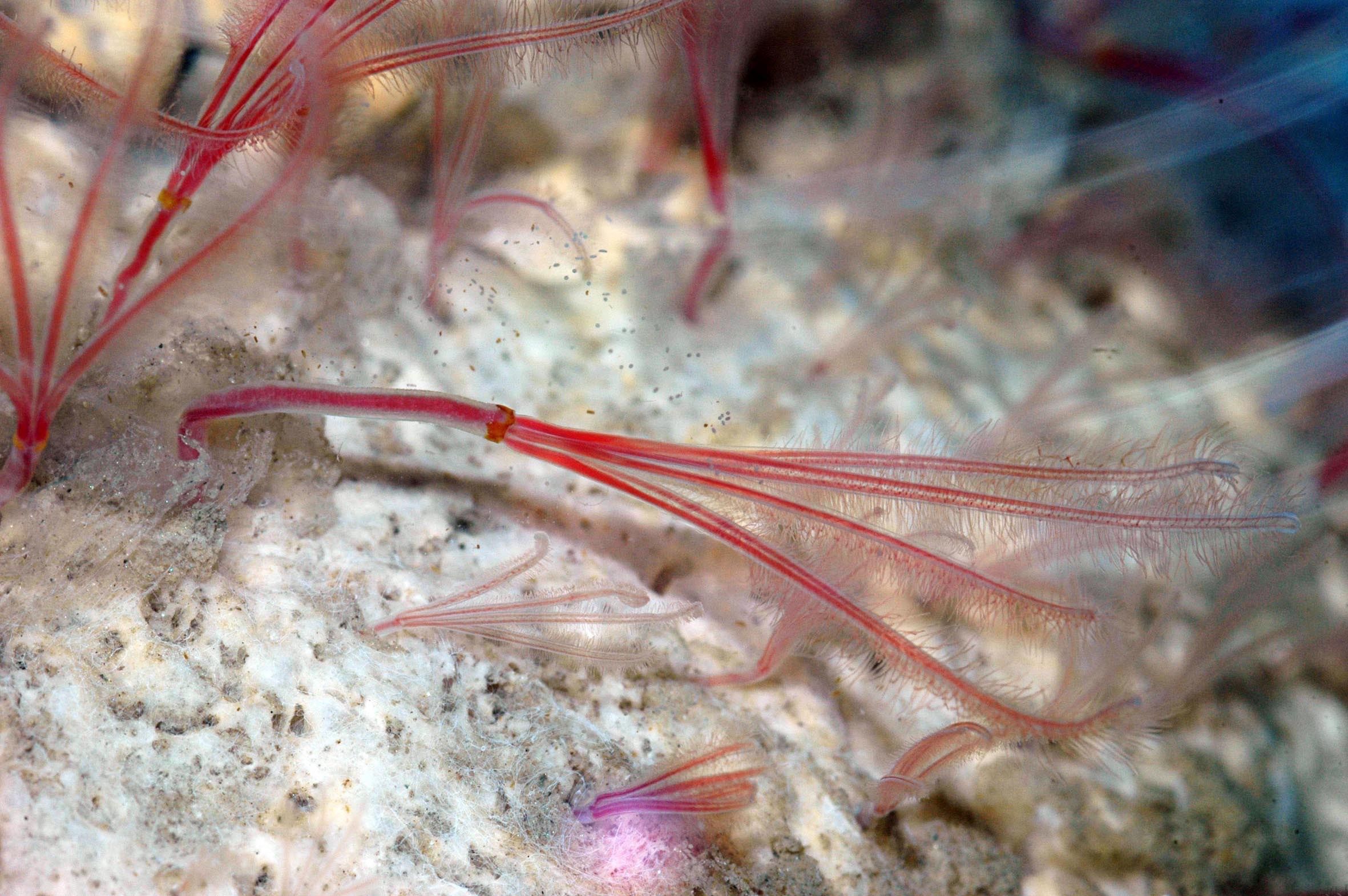 Osedax: The Bone-Eating Zombie Worms of the Deep Sea