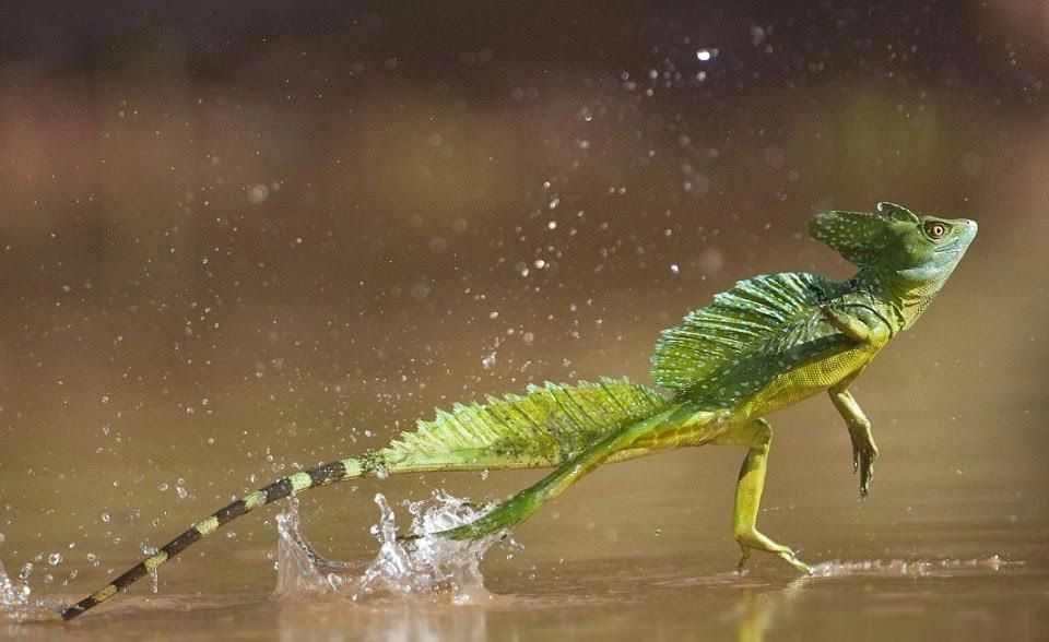 Jesus Christ Lizard: The Basilisk That Runs on Water