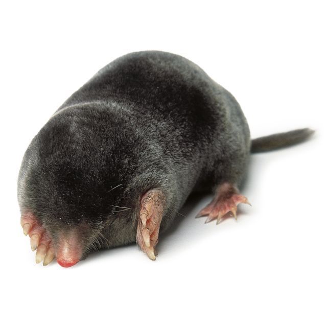 Star-Nosed Mole: Nature's Fastest Forager and Sensory Marvel