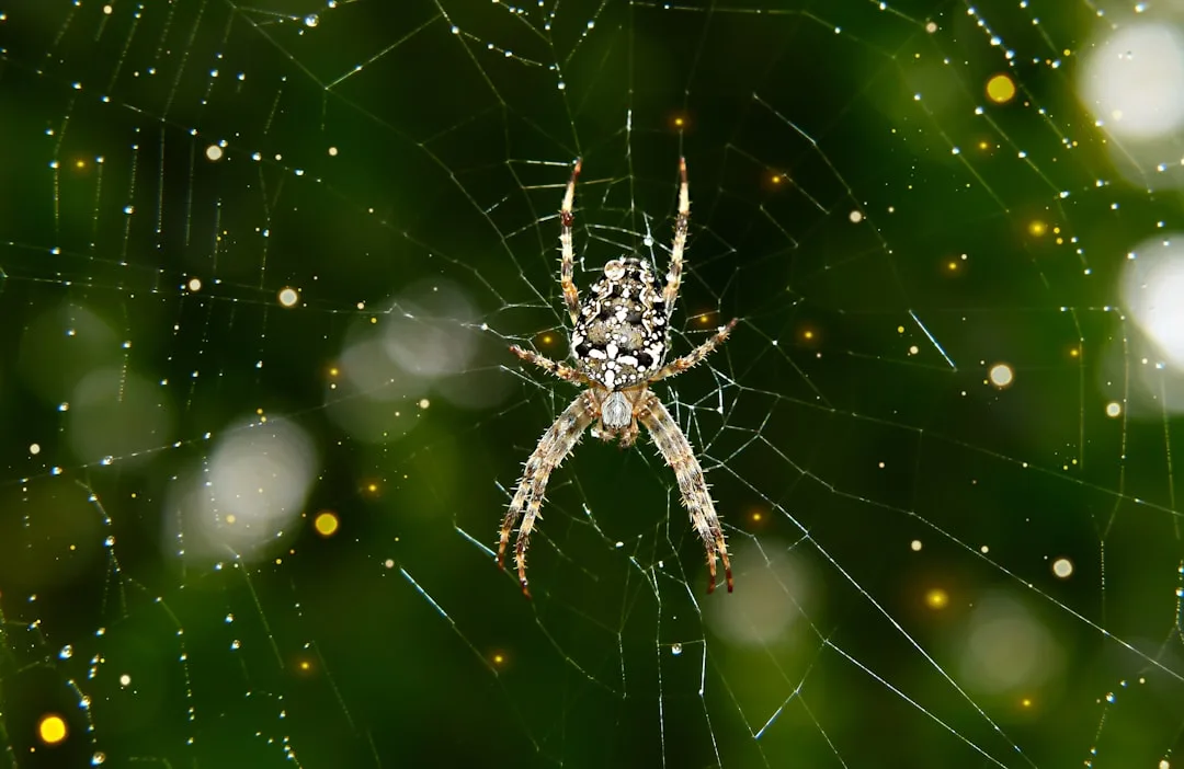 Spiders: Evolution and Web Mastery