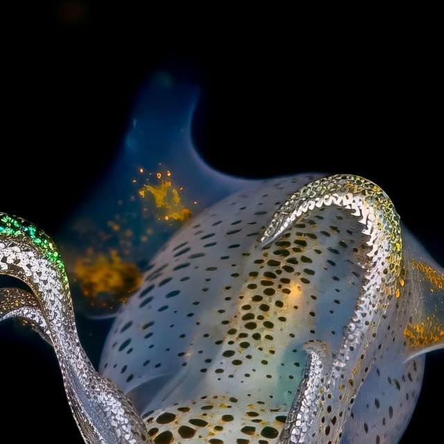 Promachoteuthis sulcus: The Squid With Human-Like Teeth