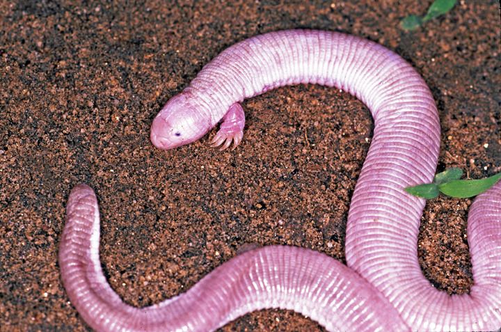 Mexican Mole Lizard (Ajolote): The Two-Legged Burrower