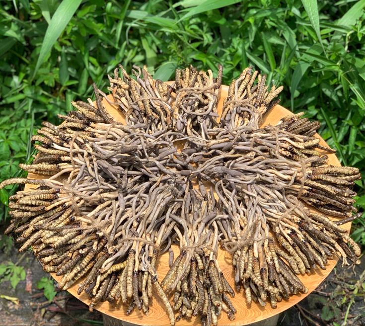 Cordyceps unilateralis: The Real Zombie-Ant Fungus
