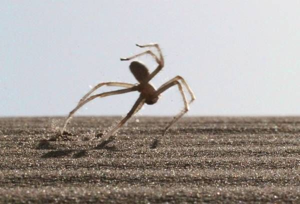 Moroccan Flic-Flac Spider: The Cartwheeling Desert Arachnid
