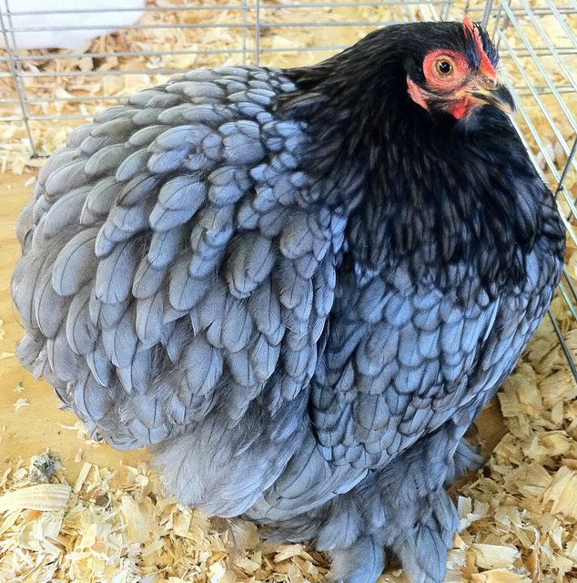 Strange and Bizarre Chicken Breeds