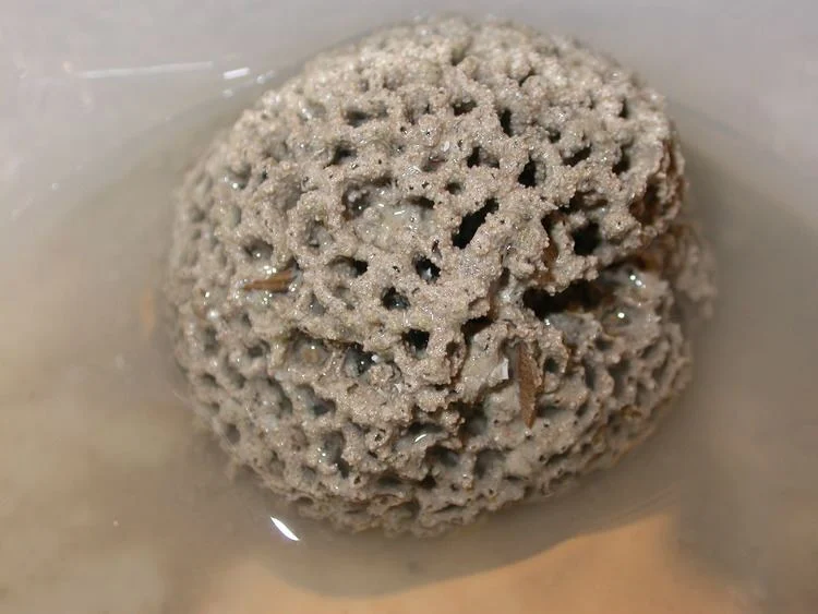 Syringammina fragilissima: The Giant Single Cell of the Deep Sea