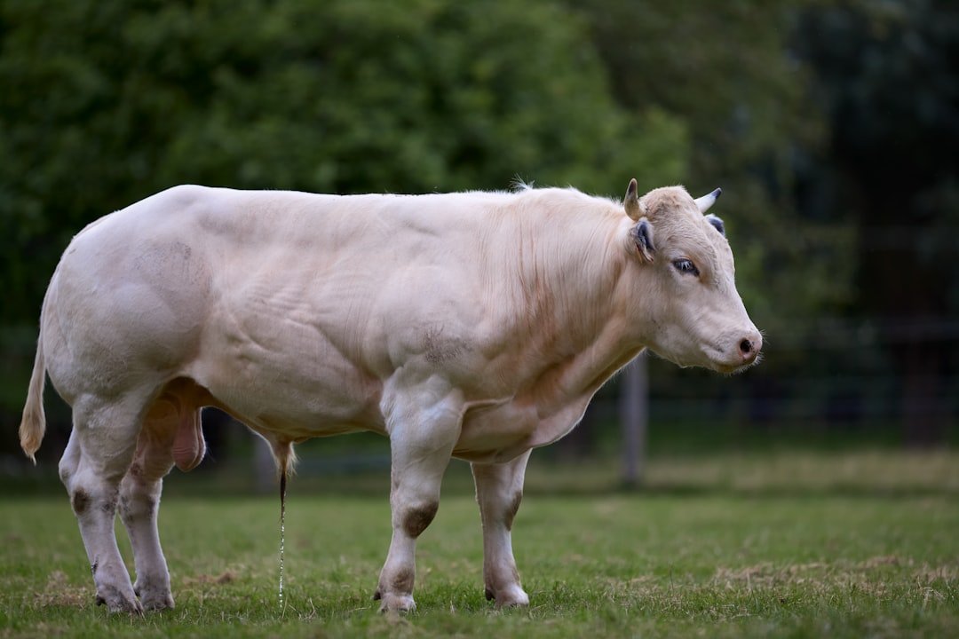 Belgian Blue Cattle: Genetics, Physiology, and Global Impact