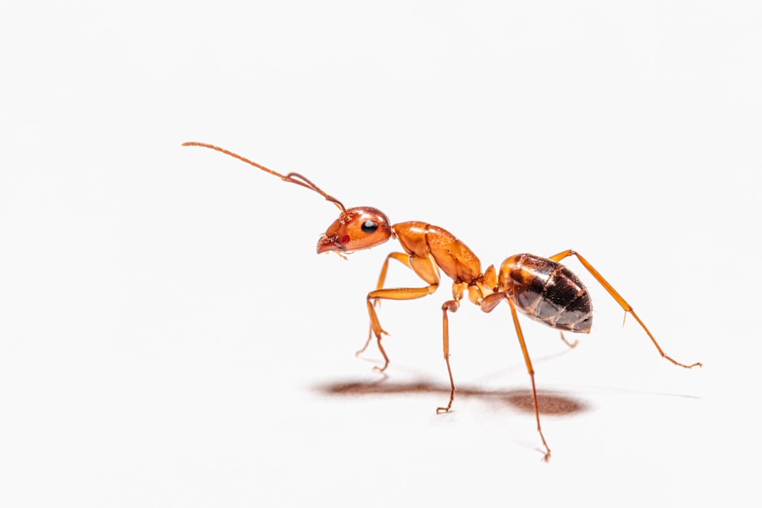 Honeypot Ants: The Living Larders of the Desert