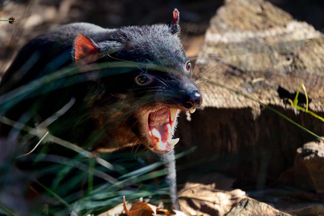 Unusual Animal Fights and Defenses in the Wild