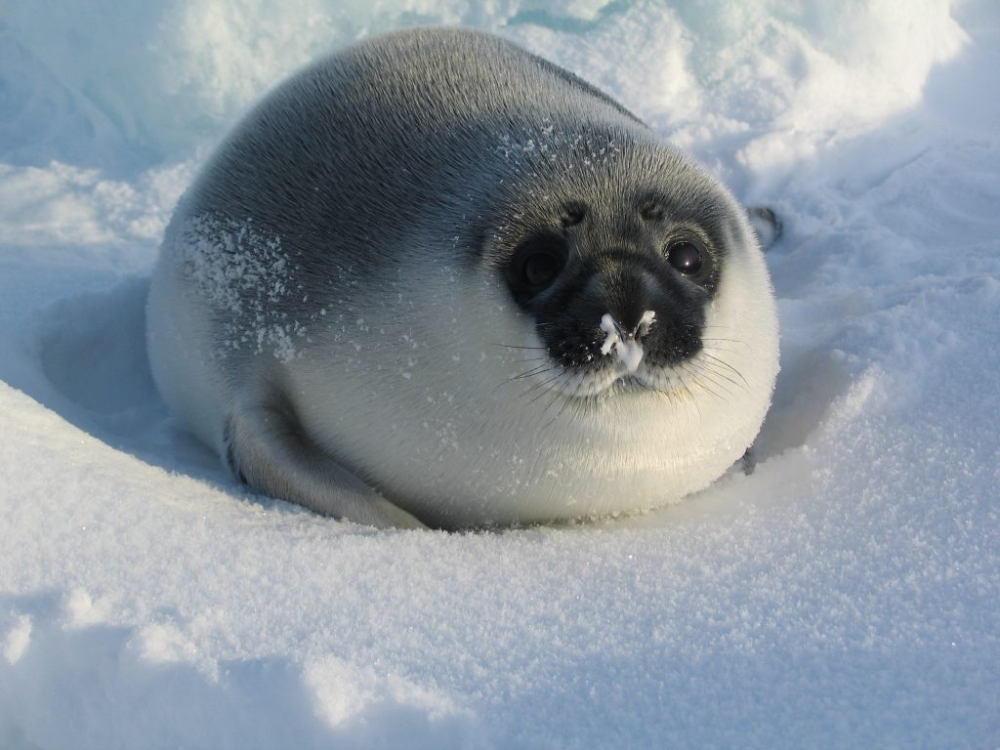 Hooded Seal: The Arctic Seal With an Inflatable Nose Balloon
