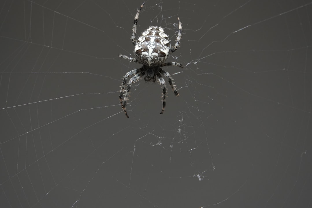 Mirror Spider (Thwaitesia): Nature’s Living Jewel