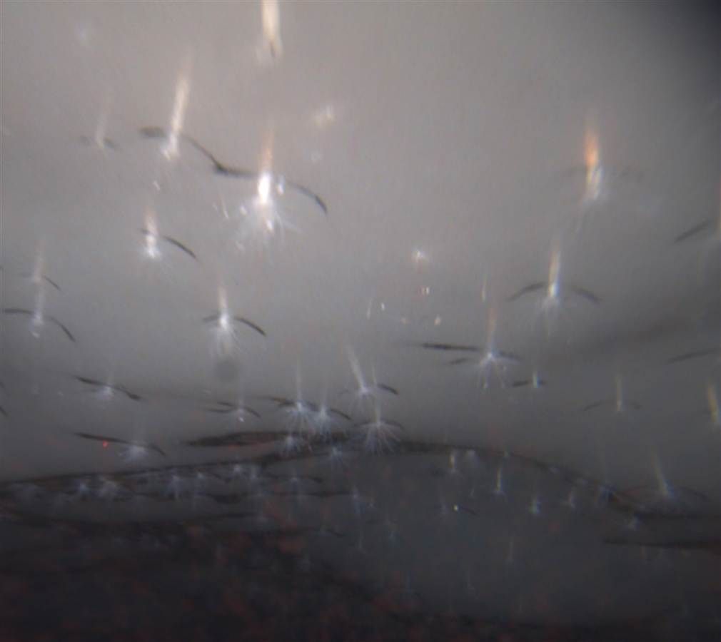 Edwardsiella andrillae: The Antarctic Ice Anemone