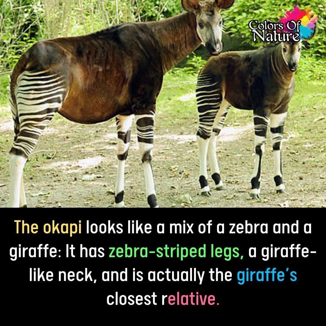 Okapi: The Forest Giraffe of the Congo Rainforest