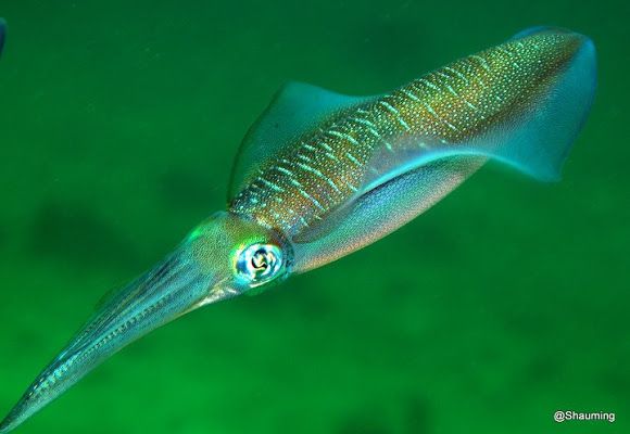 Bigfin Squid: The Deep-Sea Squid With Elbows