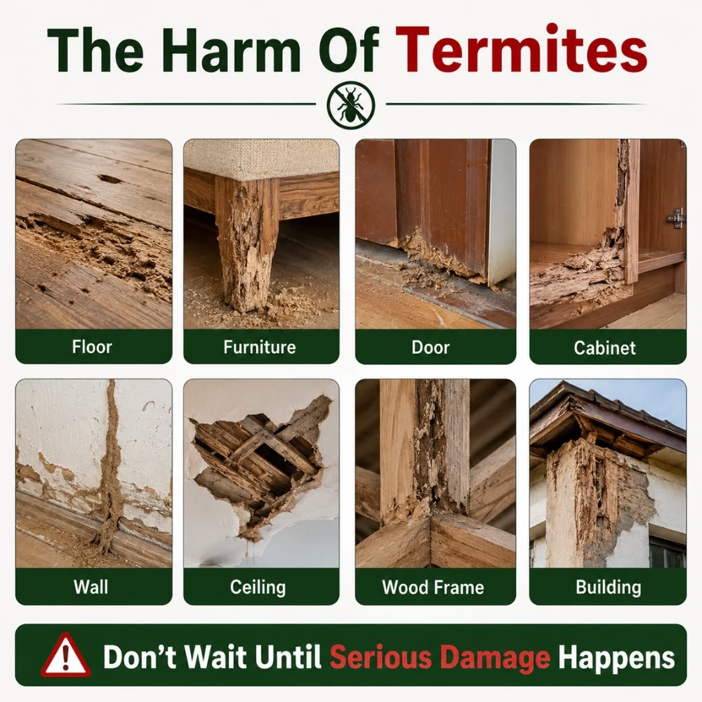 Termites: Insect World Engineers and Ecosystem Keepers