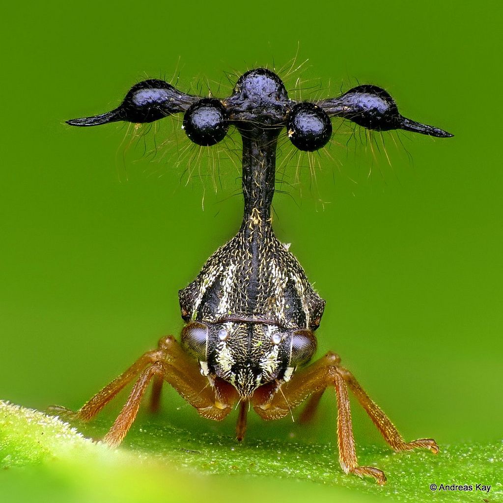 Bocydium globulare: The Ornate Brazilian Treehopper