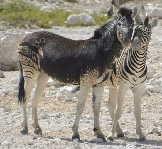 Zebroid: The Fascinating World of Zebra Hybrids