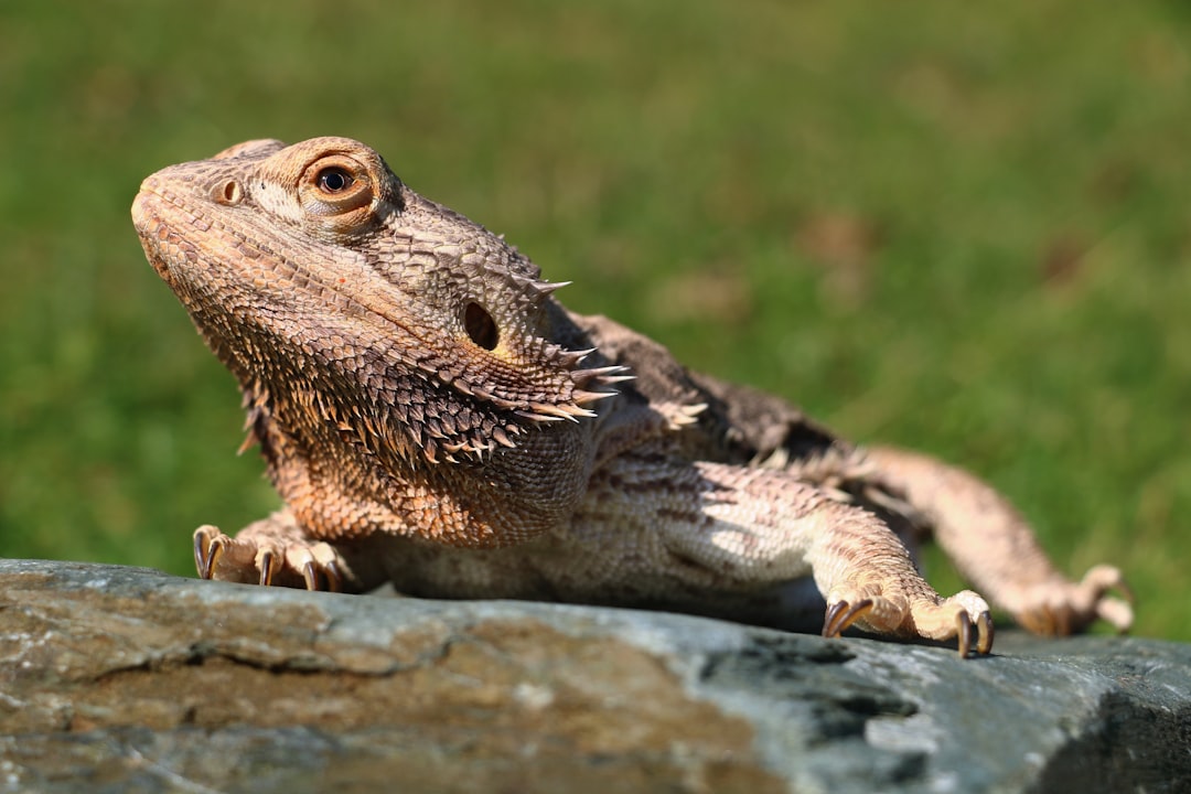 Thorny Dragon: The Desert Lizard That Drinks Through Its Skin