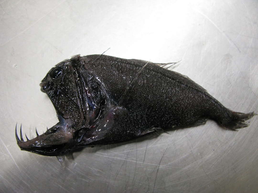 Viperfish: The Deep-Sea Predator With Fang-Like Teeth