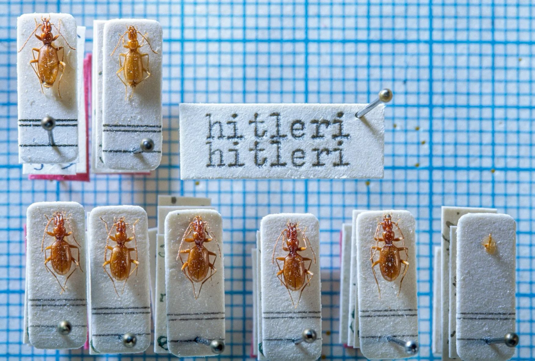 Anophthalmus hitleri: The Blind Cave Beetle of Slovenia