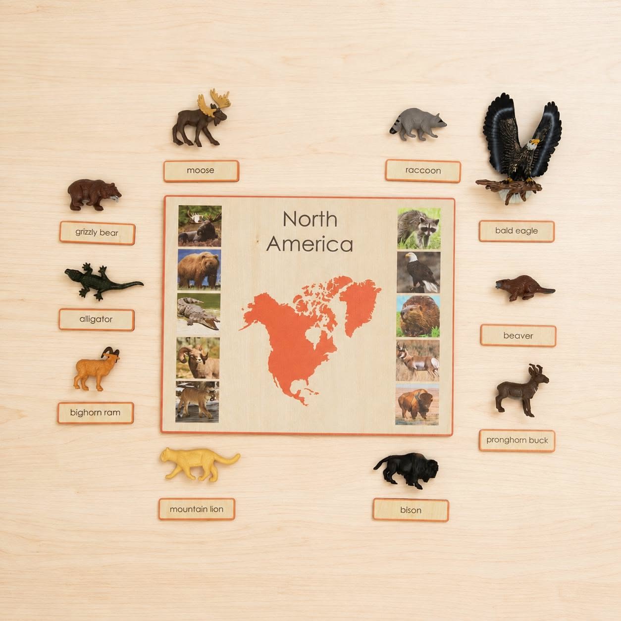 Animal Classification: Kingdom, Phylum, Class, Order