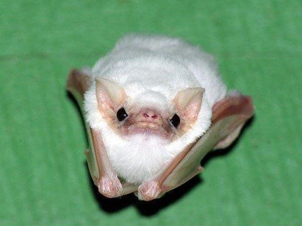 Bats: Remarkable Mammals of the Sky and Ecosystems