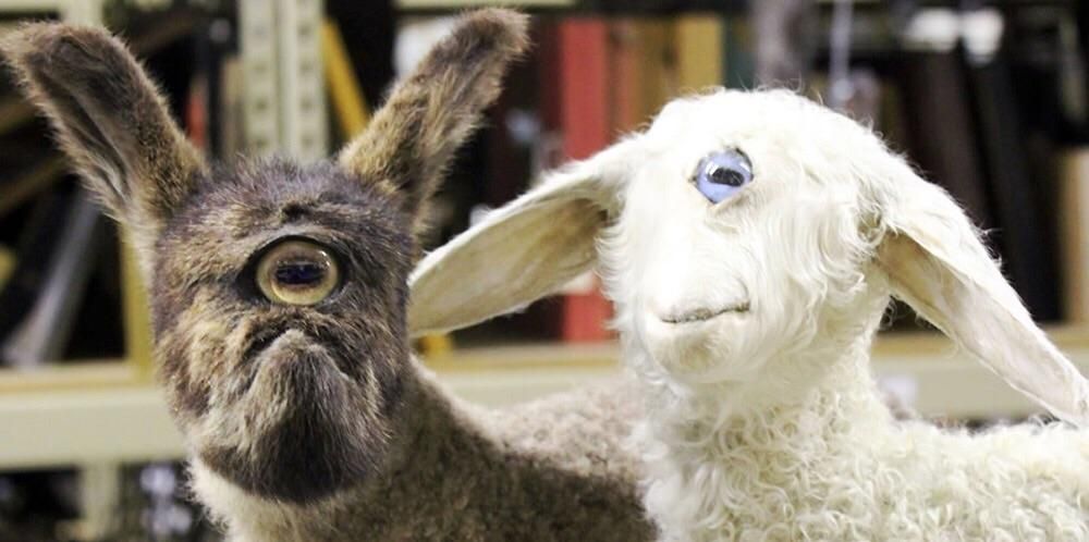 Cyclopia in Animals: The One-Eyed Kitten
