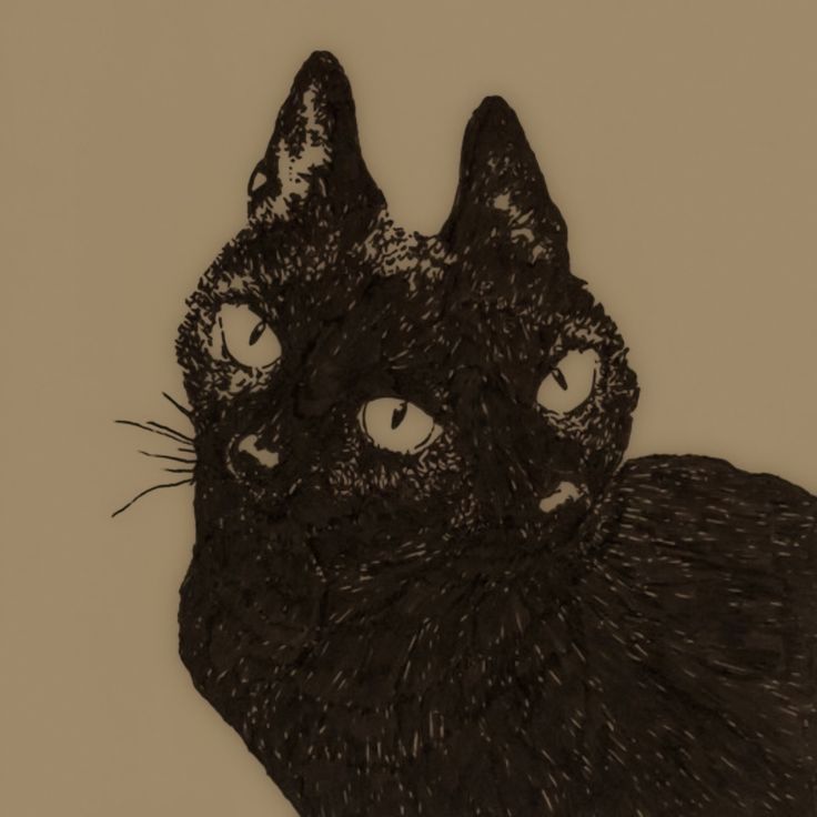 Janus Cats: The Truth About Two-Faced Kittens