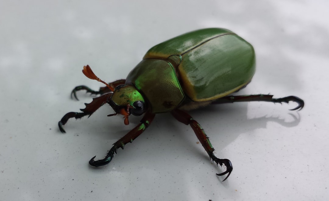 Titan Beetle (Titanus giganteus)