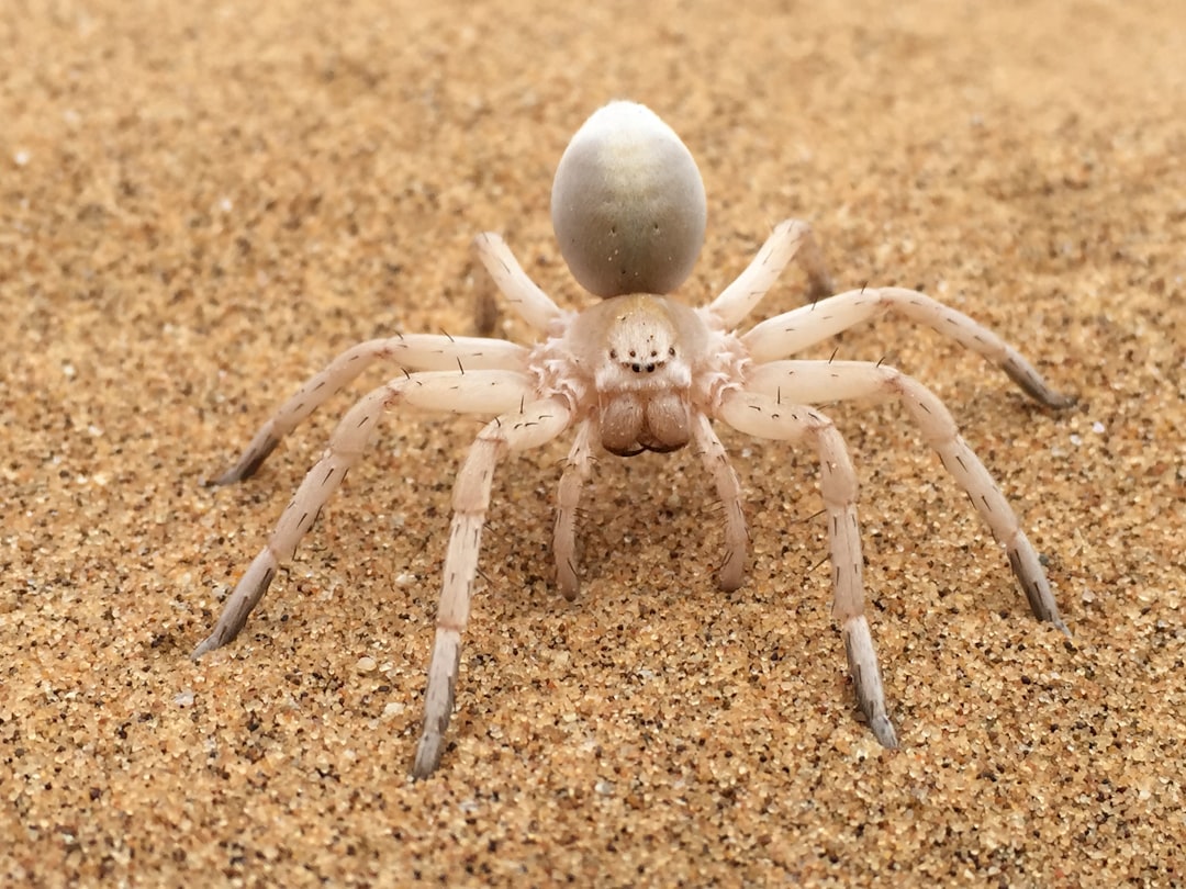 Goliath Birdeater: The Giant Spider Species