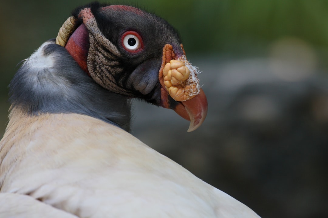King Vulture: The Colorful Ruler of the Rainforest Skies
