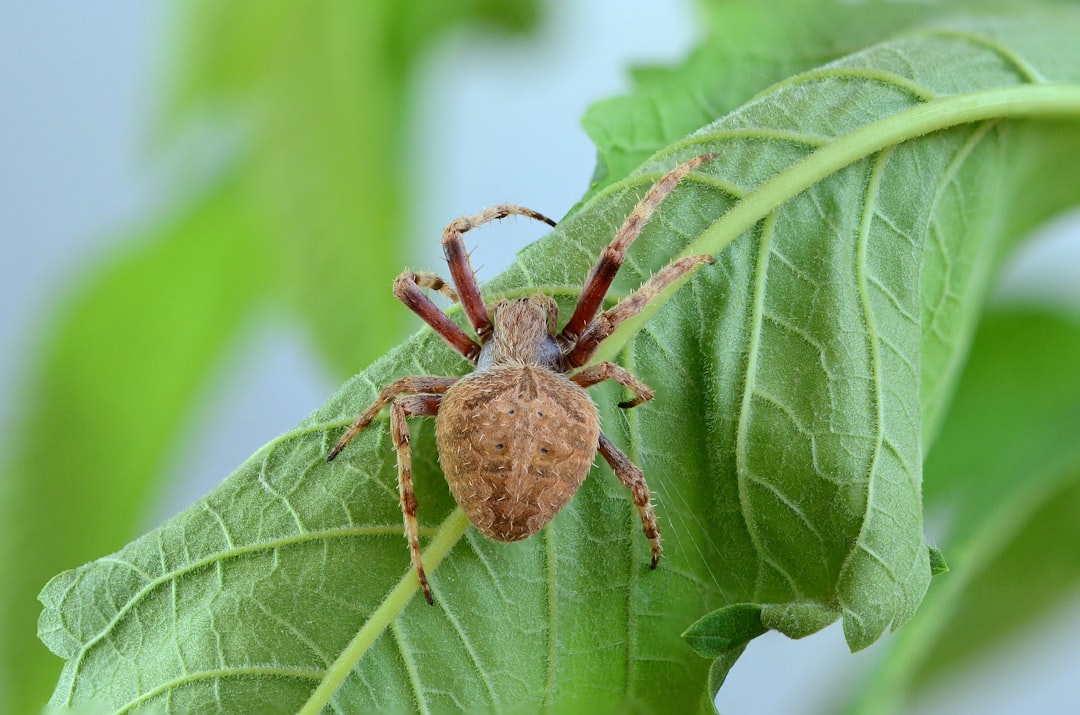 Giant Huntsman Spider: The World's Largest Spider by Leg Span
