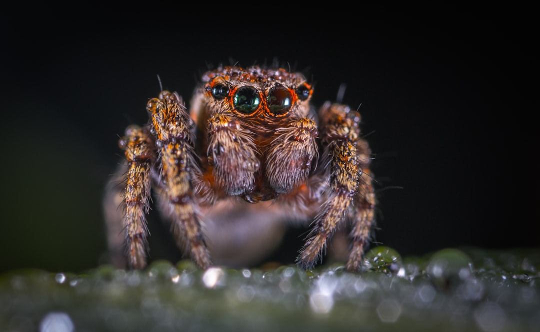 Peacock Spider: The Colourful Dancer